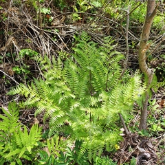 Athyrium rubripes