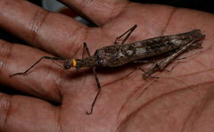 Trachythorax