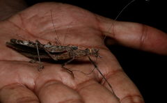 Trachythorax