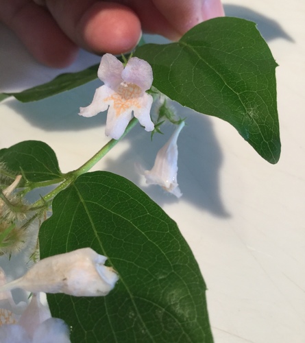 Kolkwitzia amabilis