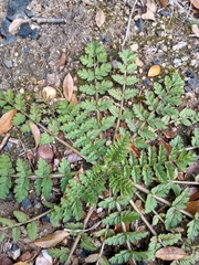 Erodium cicutarium cicutarium