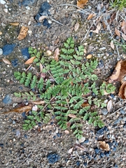 Erodium cicutarium cicutarium