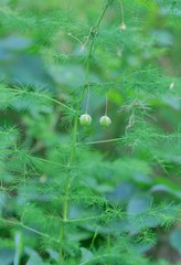 Asparagus tenuifolius