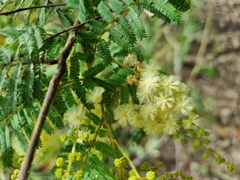 Acacia oshanesii