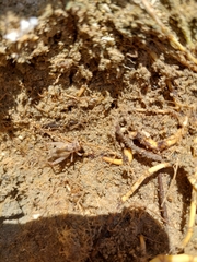 Modicogryllus