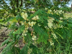 Acacia oshanesii