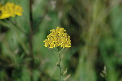 Achillea tomentosa