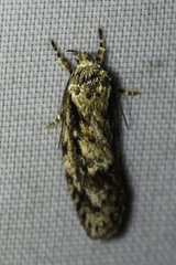 Philobota baryptera