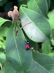 Platycorynus sauteri