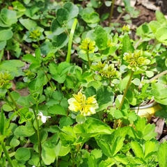 Chrysosplenium pilosum