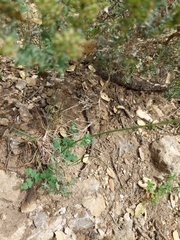 Thalictrum tuberosum