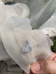 Megisba malaya sikkima