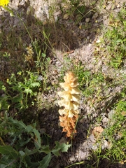 Orobanche amethystea