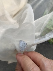 Megisba malaya sikkima