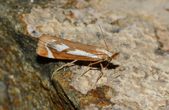 Catoptria xerxes