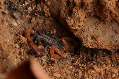 Reddyanus brachycentrus