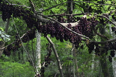 Mucuna sempervirens