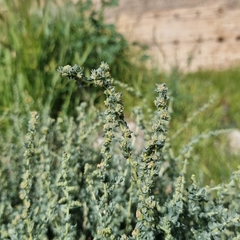 Atriplex glauca