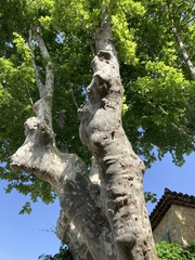 Platanus occidentalis
