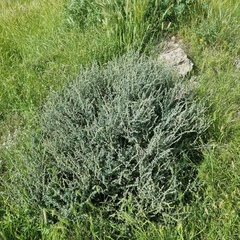 Atriplex glauca