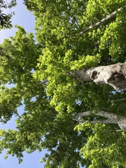 Platanus occidentalis