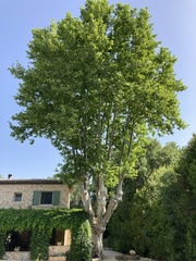 Platanus occidentalis