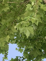 Platanus occidentalis