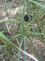 Cyperus textilis