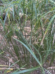Cyperus textilis