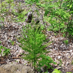 Asparagus schoberioides