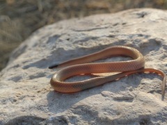 Tantilla hobartsmithi