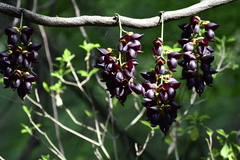 Mucuna sempervirens