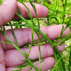 Asparagus schoberioides