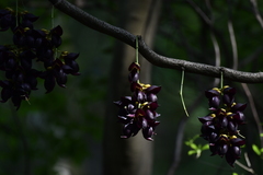 Mucuna sempervirens