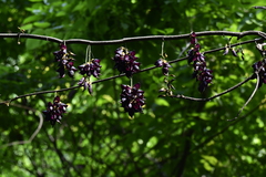 Mucuna sempervirens