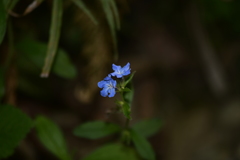 Aegonychon zollingeri
