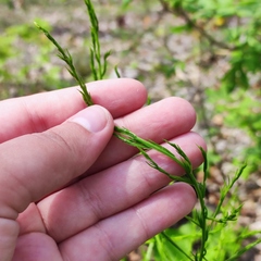 Asparagus schoberioides