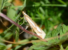 Catoptria xerxes