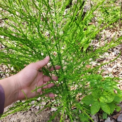 Asparagus schoberioides