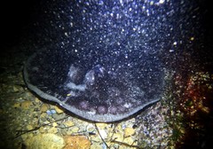 Urolophus circularis