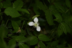 Rubus hirsutus