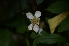Rubus hirsutus
