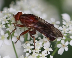 Hammerschmidtia ferruginea