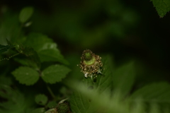 Rubus hirsutus