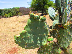 Opuntia robusta