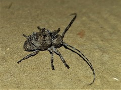 Dichostates compactus