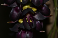 Mucuna sempervirens