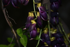 Mucuna sempervirens