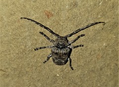 Dichostates compactus