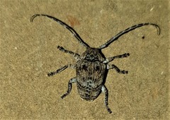 Dichostates compactus